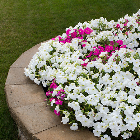 Stonewood Landscaping Ottawa Raised Flowerbeds